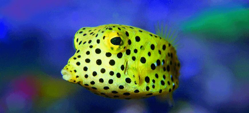 farbenprächtigen Fischen