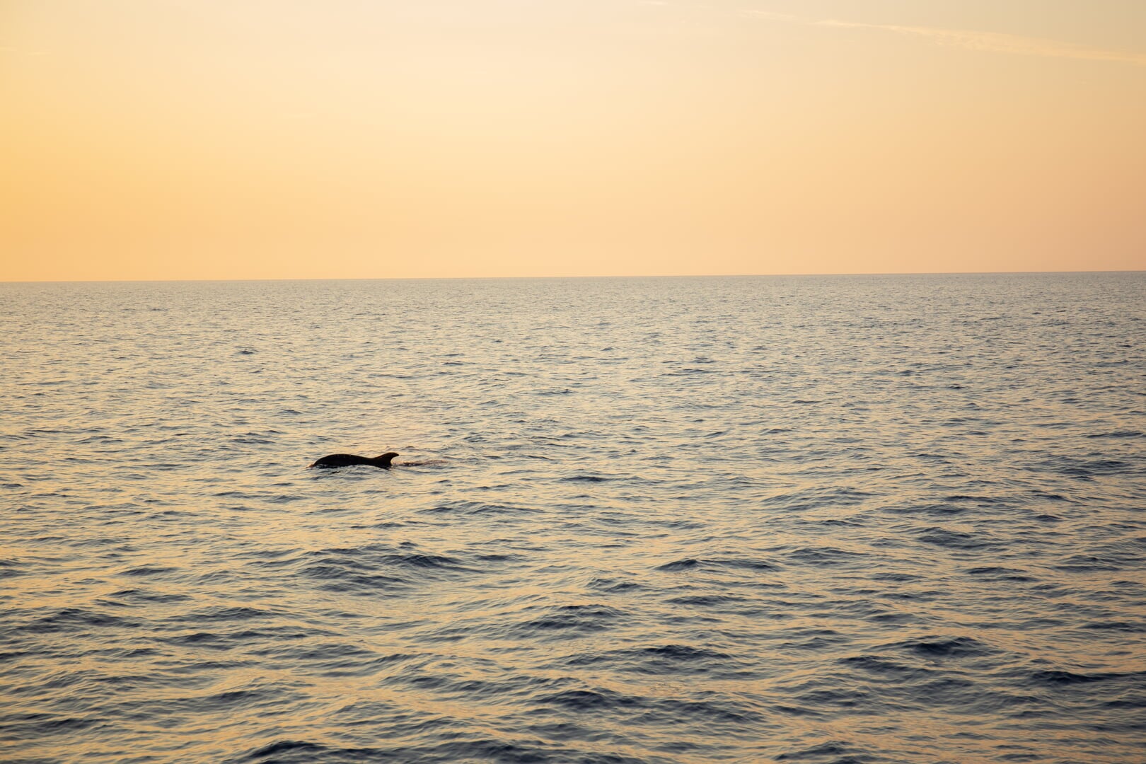 Boot von Puerto Pollensa