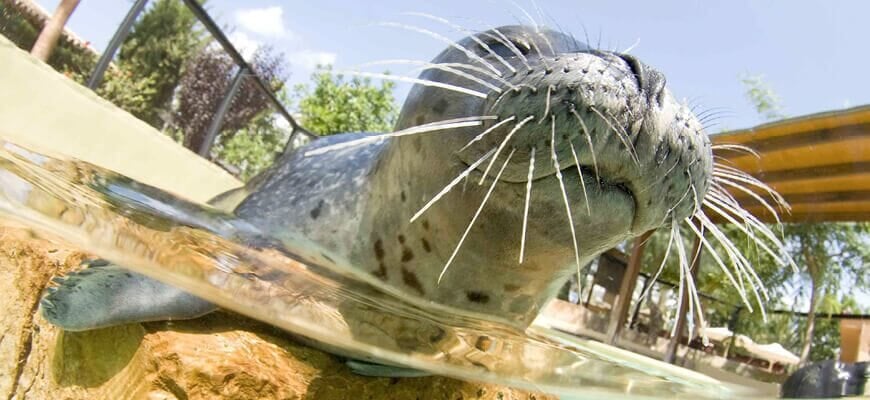 Seelöwen im Marineland