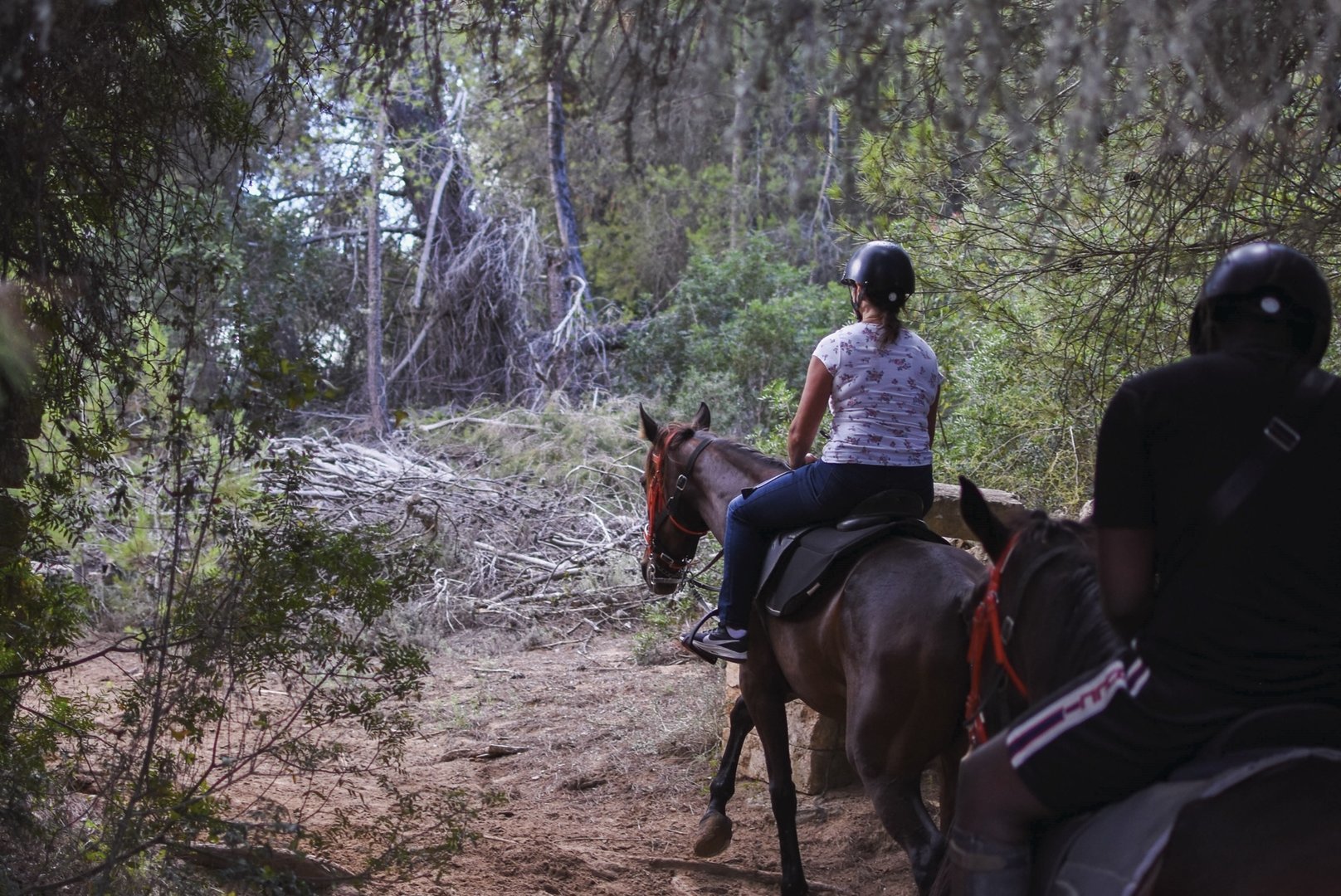 reiten im Wald