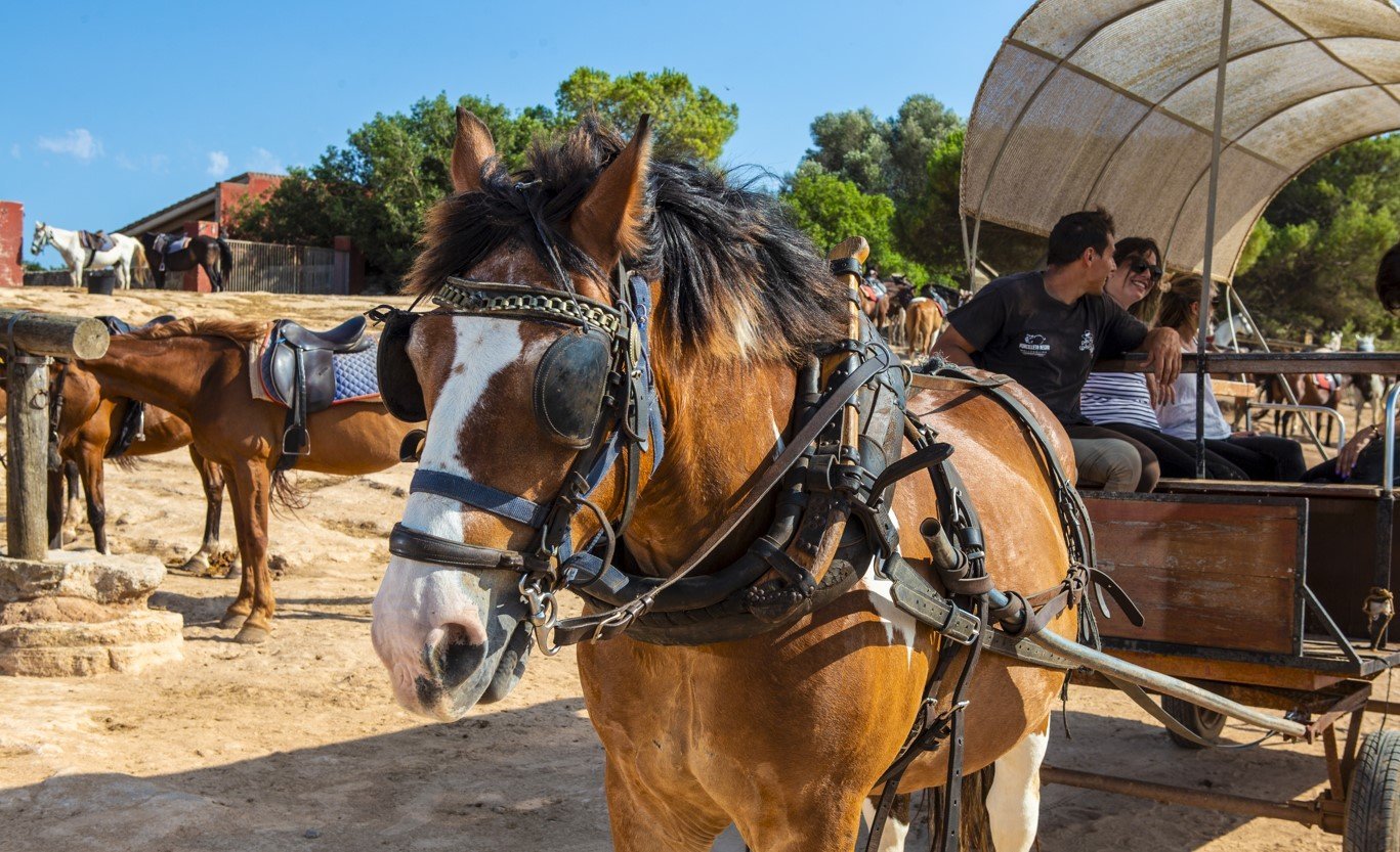 Fahren mit Rancho Waggon