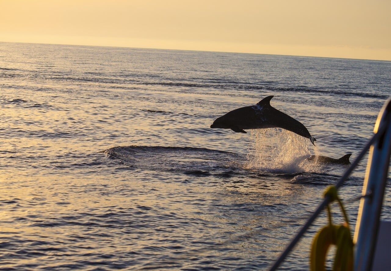 alcudia dolphin trip