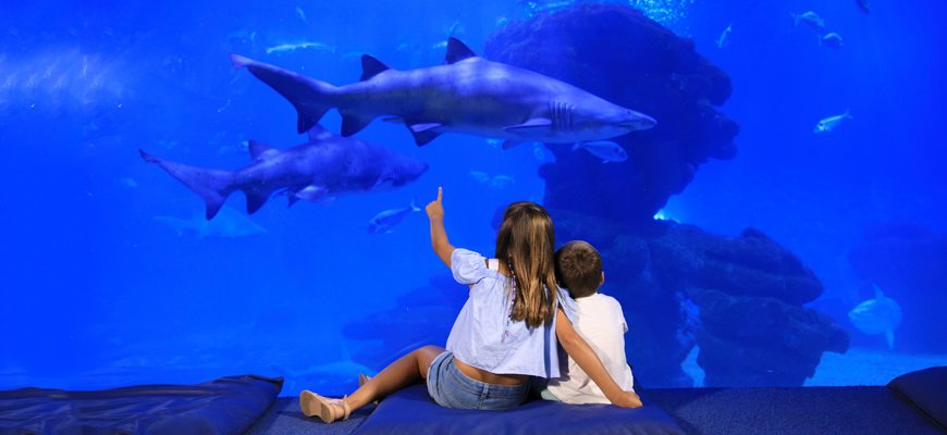 sharks at palma aquarium