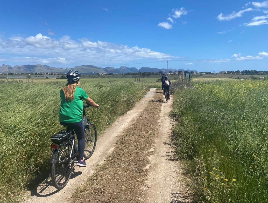 Alcudia along fields