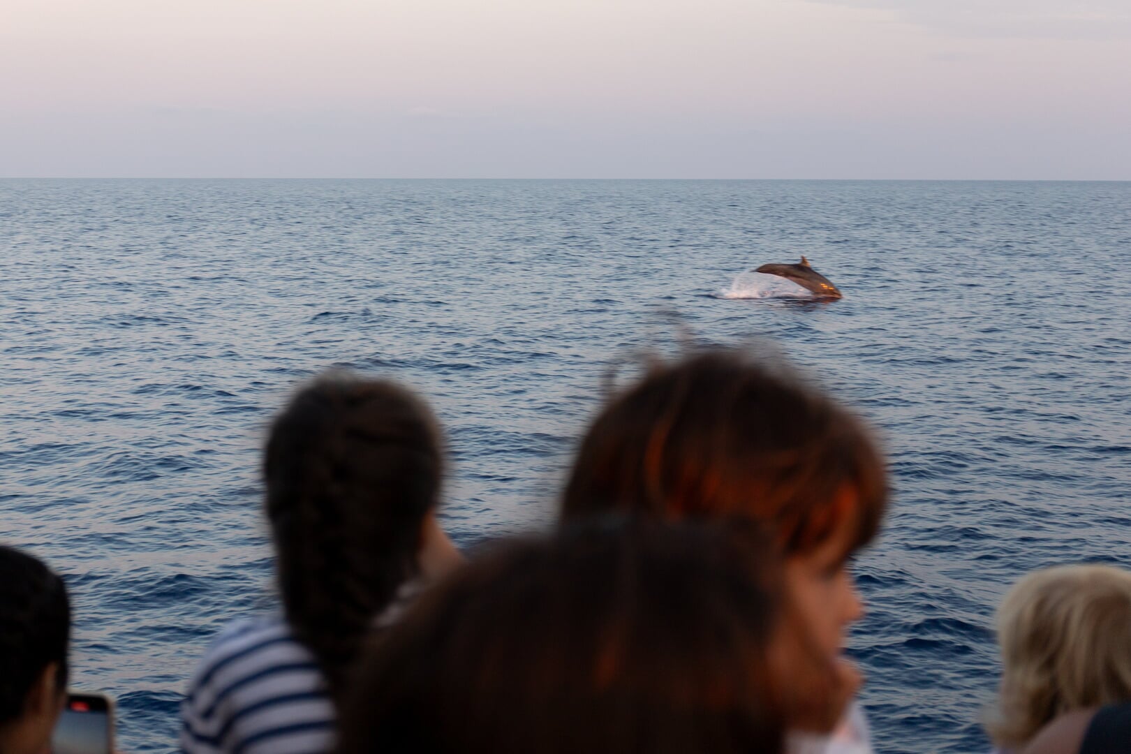 boat to see dolphins