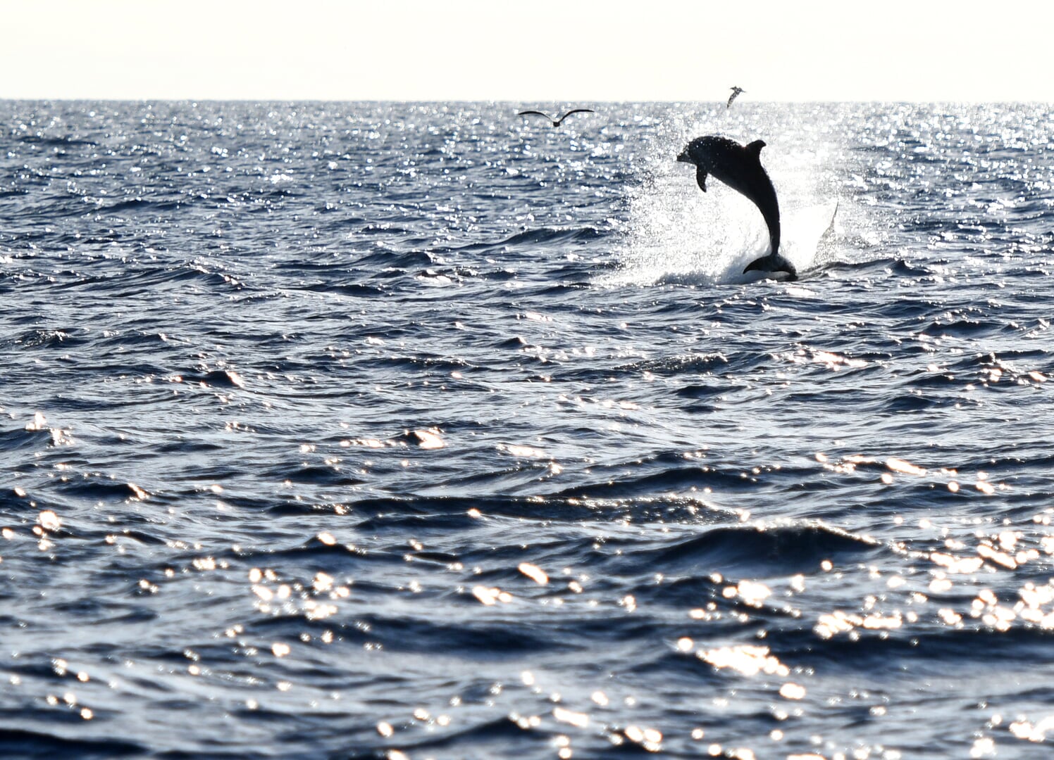 jumping dolphin
