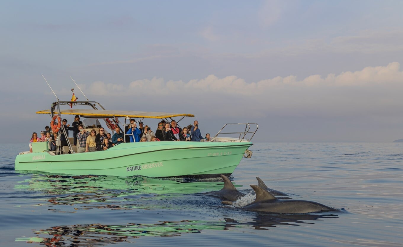 dolphin watching mallorca