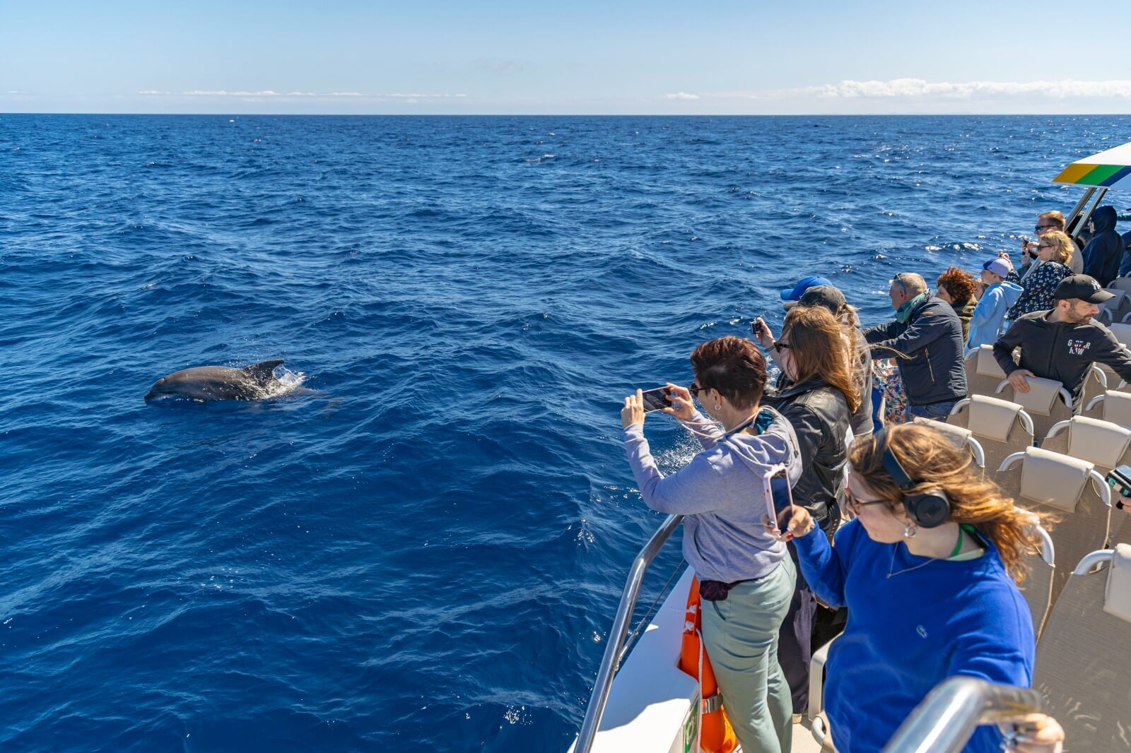 dolphin watching