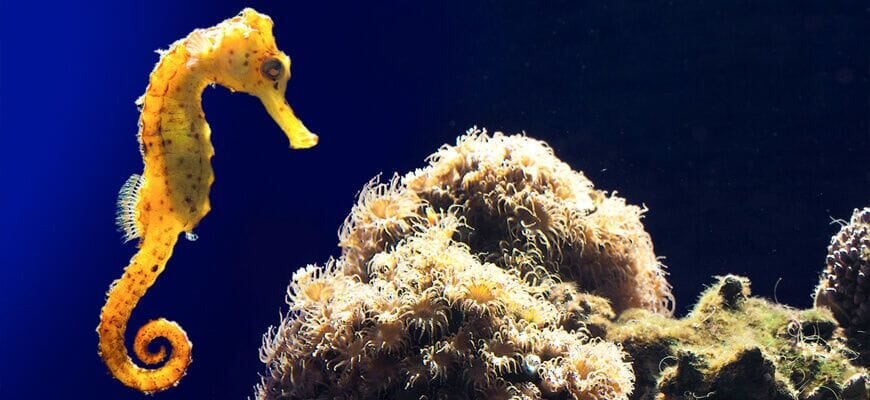 seahorses at palma aquarium