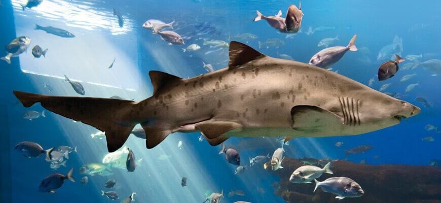 sharks in mallorca
