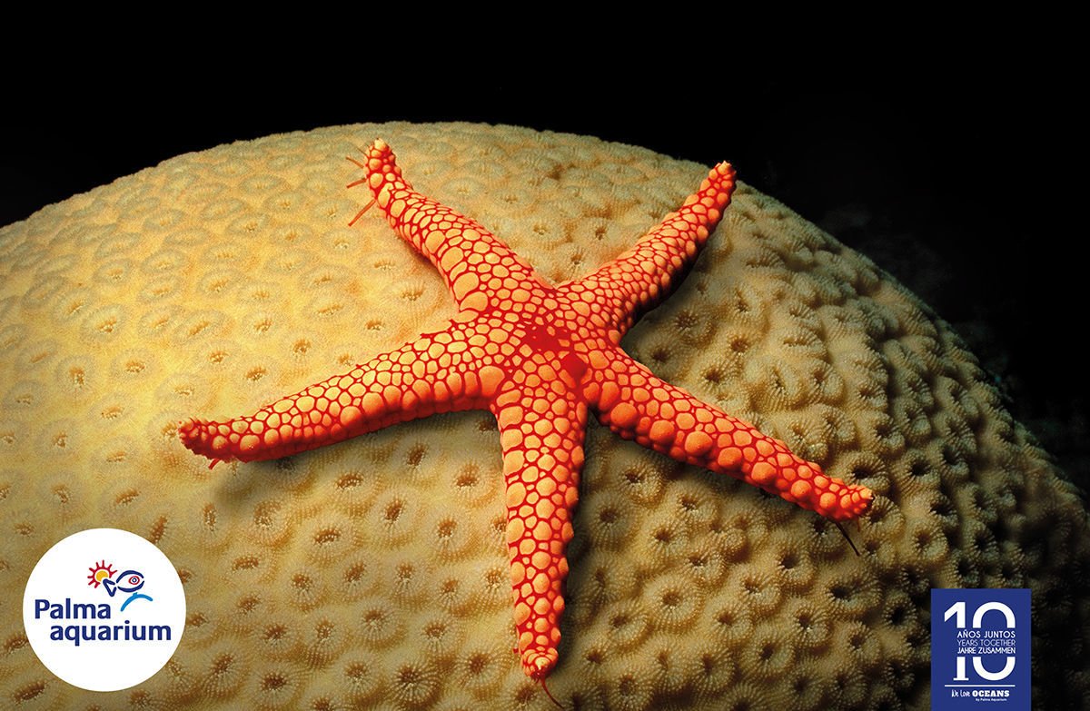 Starfish in Palmaquarium