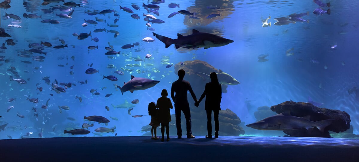 shark inside Palma Aquarium