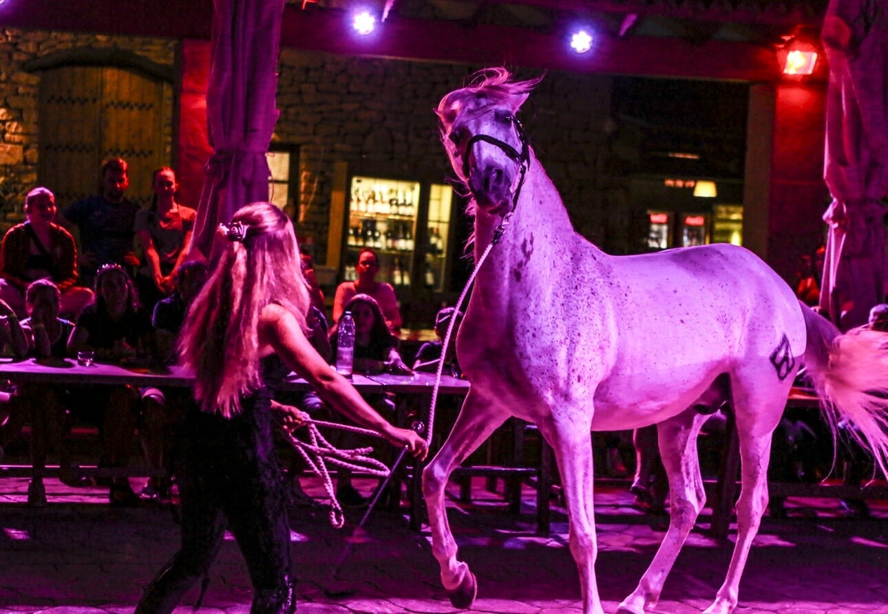 dressage show mallorca