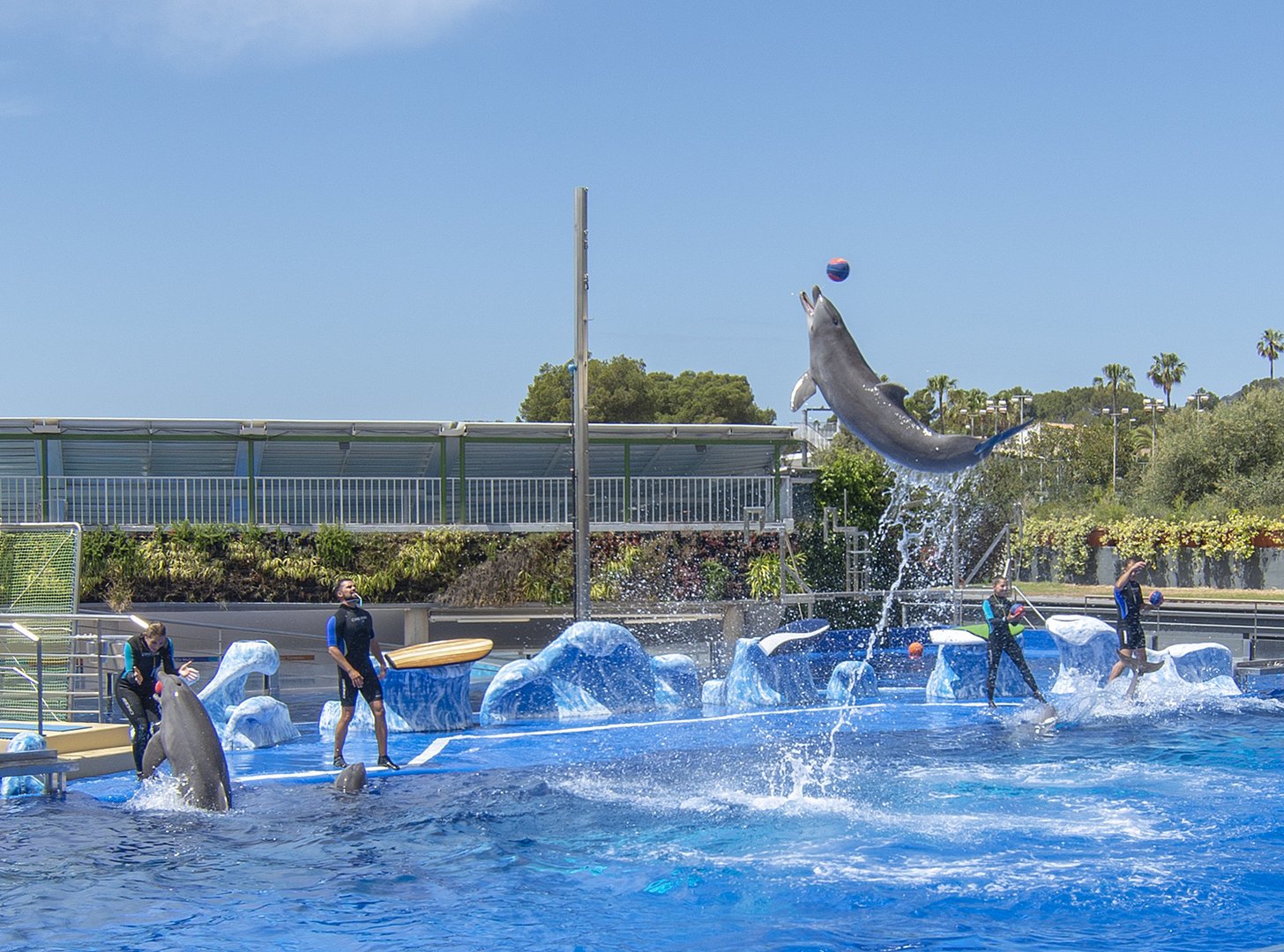 dolphin show