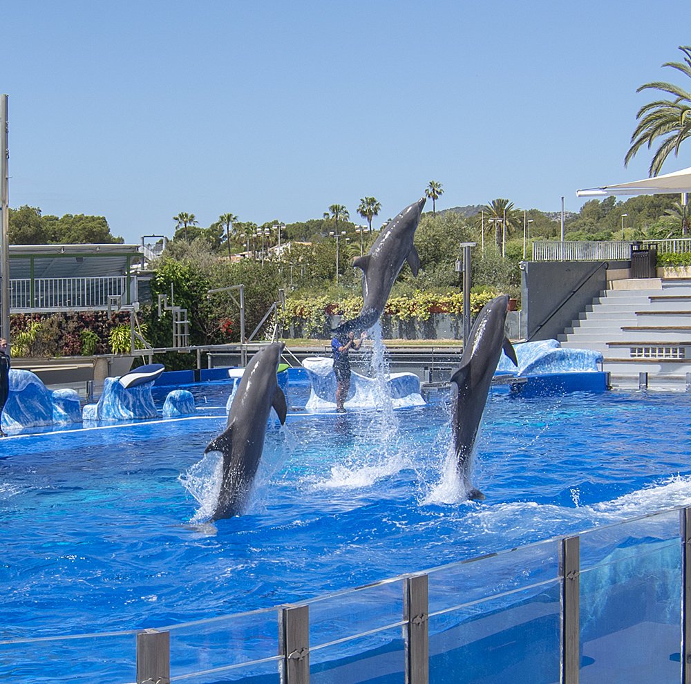 dolphins jumping
