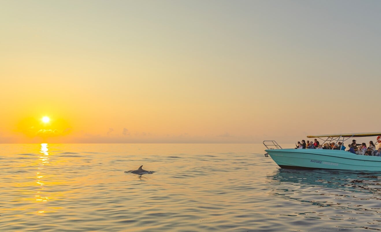 Delfin wyskakujący z wody