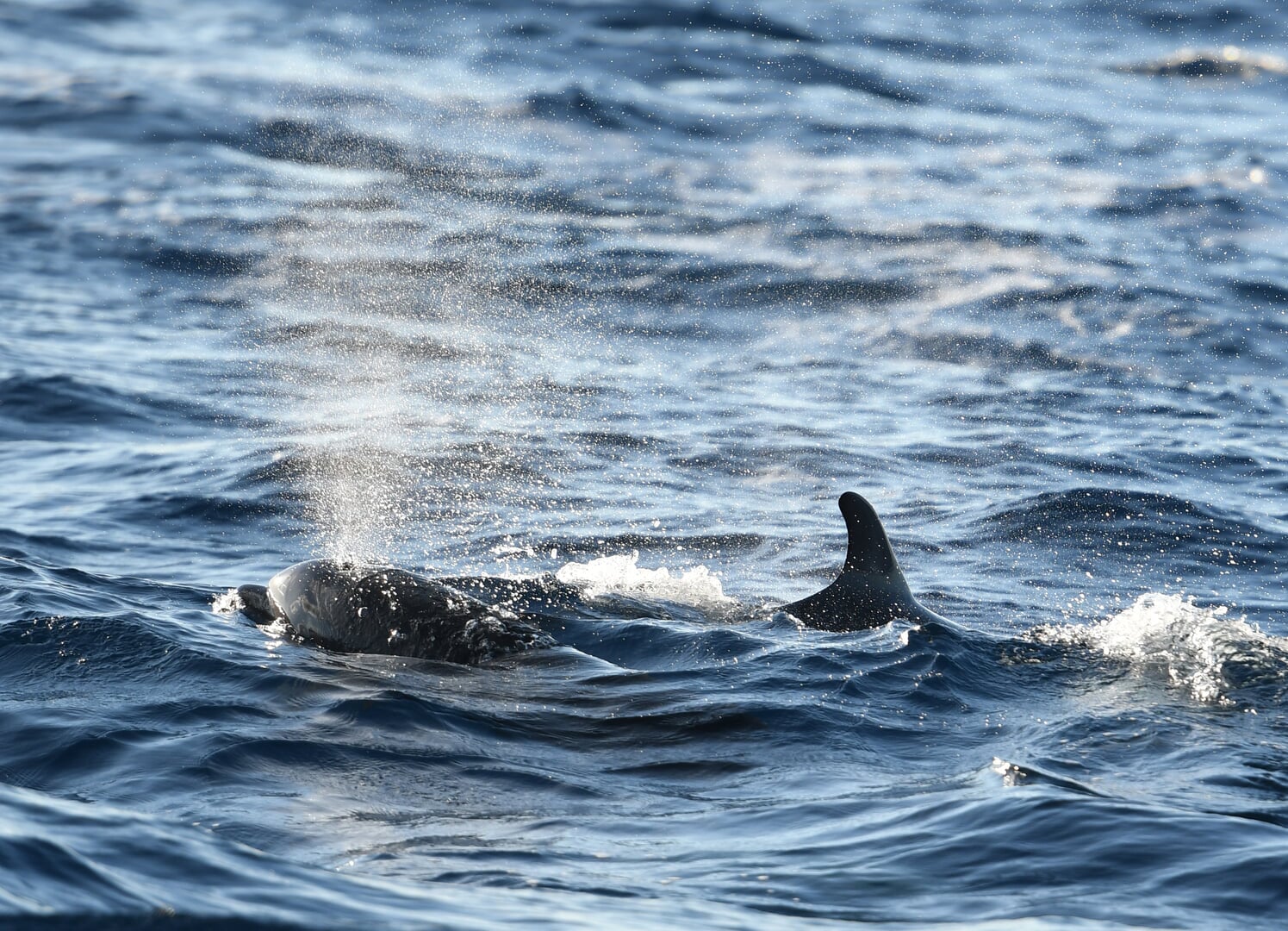 delfiny skaczące na Majorce