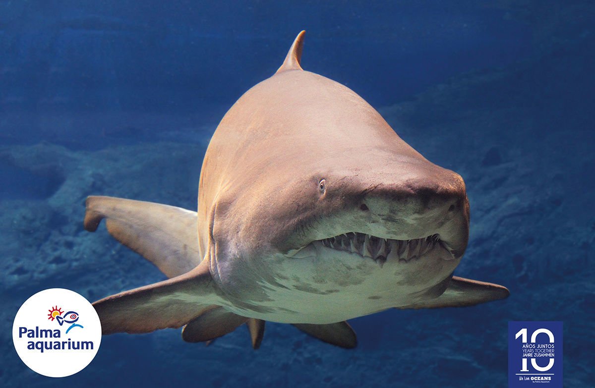 Impresionante tiburón tigre