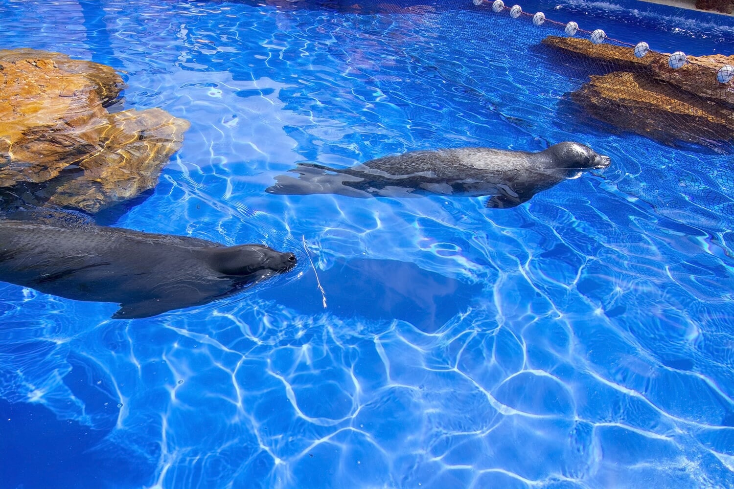 Lwy morskie pływają w Marineland